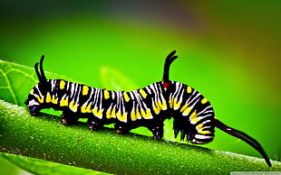 black and yellow caterpillar, nature, insect, animals