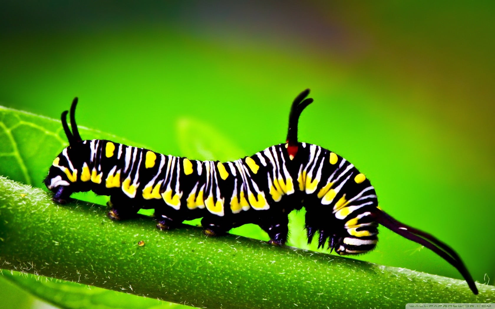 black and yellow caterpillar, nature, insect, animals