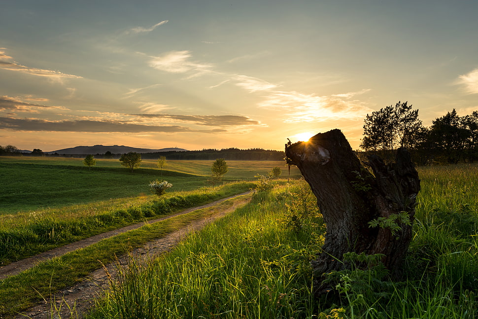 pathway between grass field, elbingerode HD wallpaper