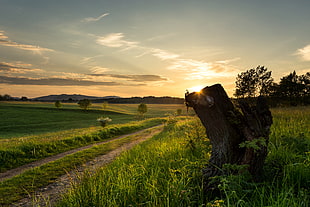 pathway between grass field, elbingerode