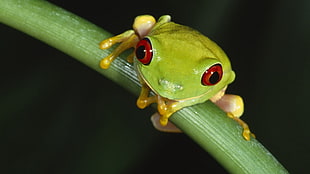 green tree frog on stem