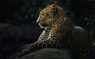 leopard lying on brown tree log