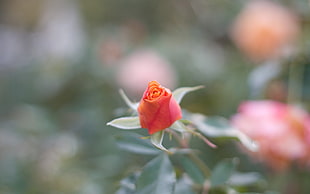 red rosebud macro shot
