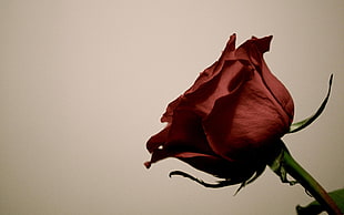 photography of red rose ruled of third shot HD wallpaper