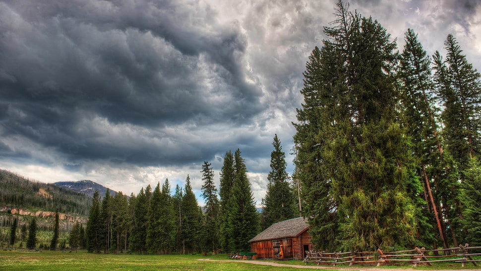green trees, nature, HDR, trees, clouds HD wallpaper