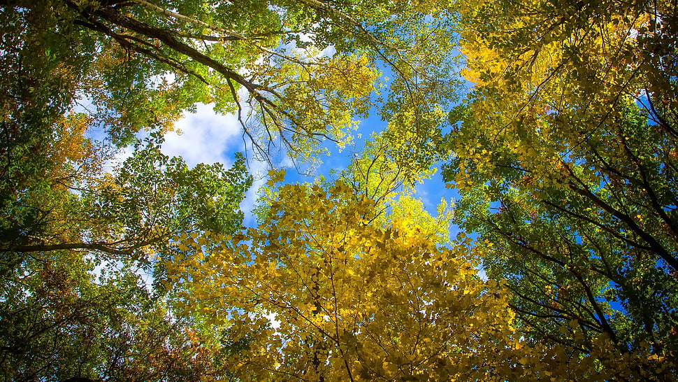 green tree, landscape, trees HD wallpaper