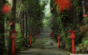 road, tilt shift, path, forest HD wallpaper
