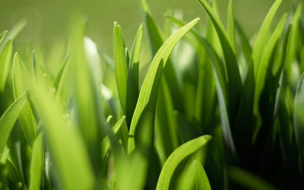 selective focus photography of green grass HD wallpaper