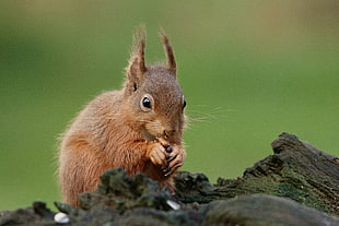 selective focus photography of red Squirrel on black log