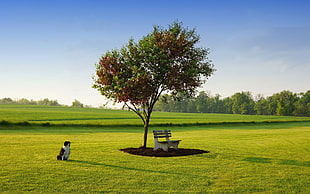 black and white Border Collie sitting on grass field near green tree and bench during daytime HD wallpaper