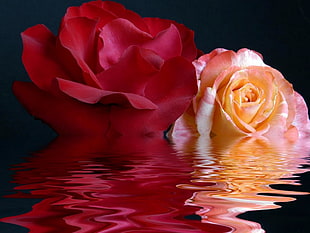 red and pink Rose flowers in water