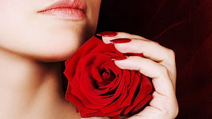 person holding red rose