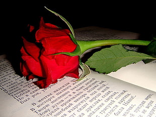 red rose on book page