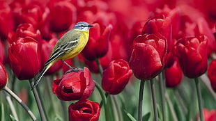 selective focus photo of yellow bird on red Tulip flower field during daytime