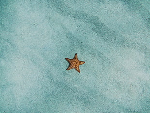 brown starfish, Starfish, Sand, Surface