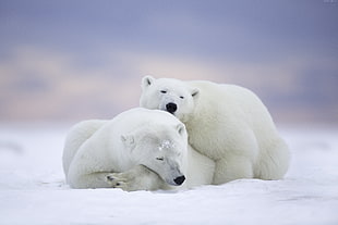 two white polar bears