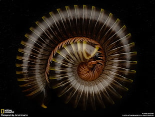 brown centipede, National Geographic, spiral, nature, insect
