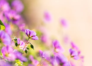 purple petaled flower field HD wallpaper