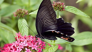 selective focus photography of black butterfly on pink clustered flower