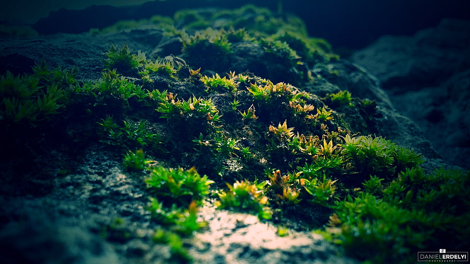 green grass, moss, macro, photography, green HD wallpaper