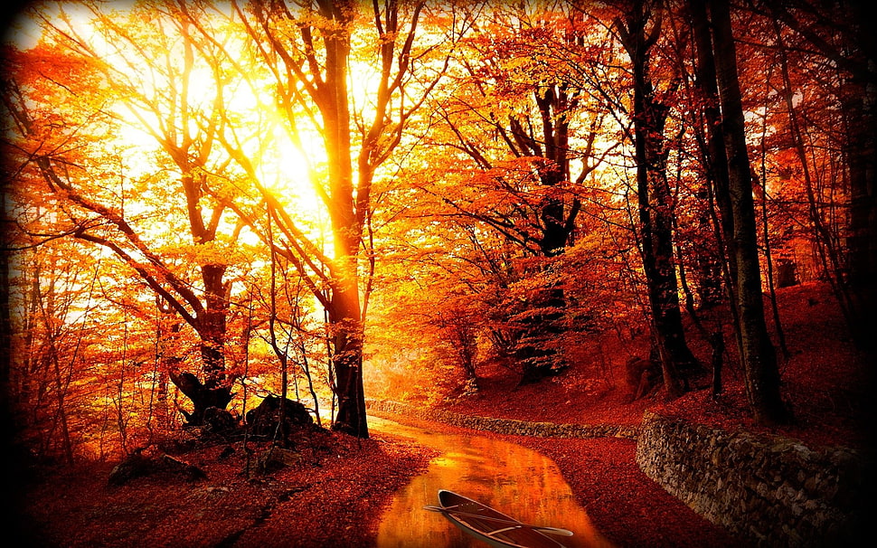 orange trees, forest, sunlight, trees HD wallpaper