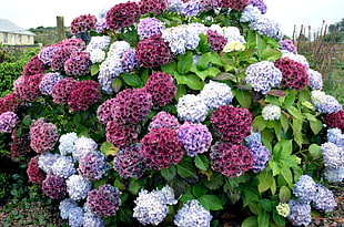 photo of a purple and white flowers