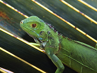 green iguana HD wallpaper