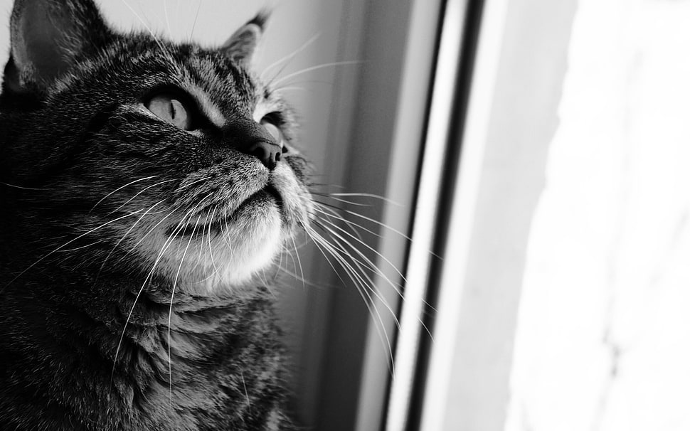 gray and black tabby cat near wall HD wallpaper