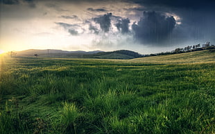 green grass field HD wallpaper