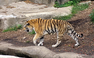 tiger on gray soil HD wallpaper