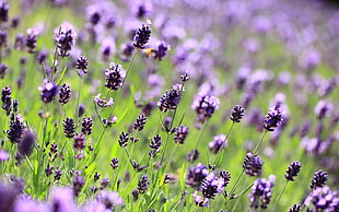 Lavender flower field during daytime