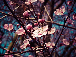 Selective focus photography of Cherry Blossom HD wallpaper