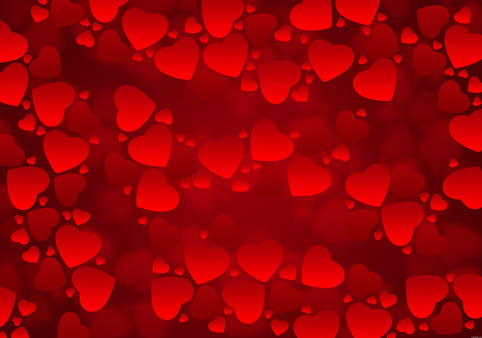 red heart shape lot HD wallpaper