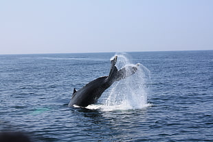 closeup photo of whale smashing tale through ocean