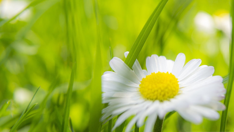 selective focus of white daisy HD wallpaper