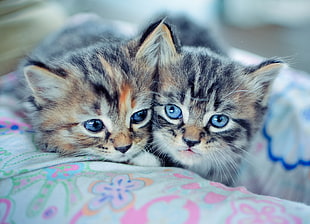 macro photography of two silver tabby kittens