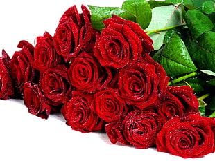 red Roses