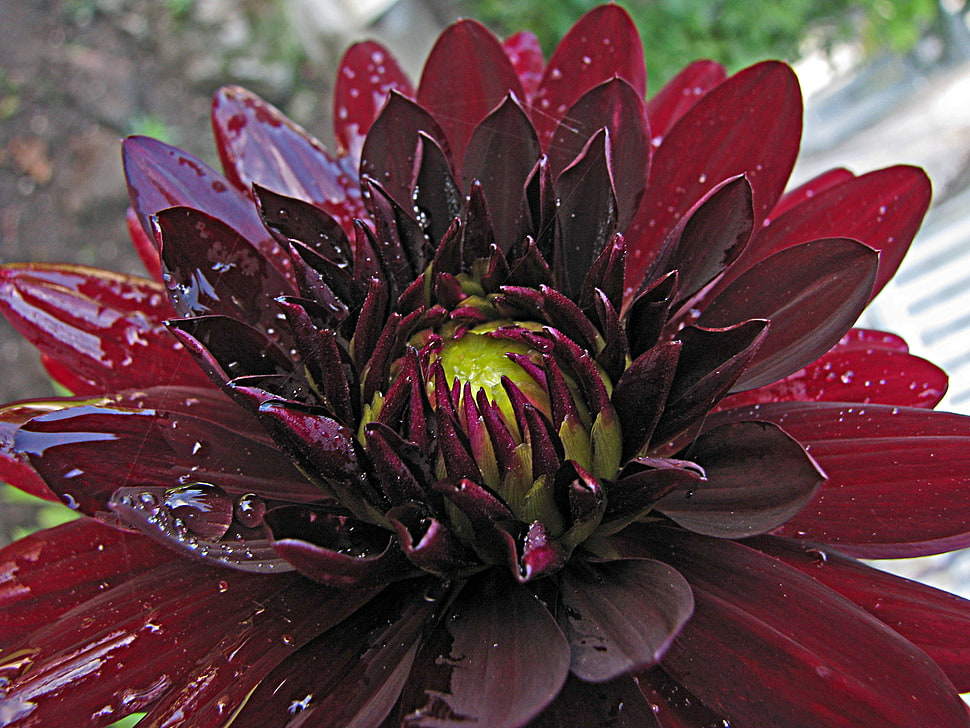 blooming red Chrysanthemum flower at daytime HD wallpaper