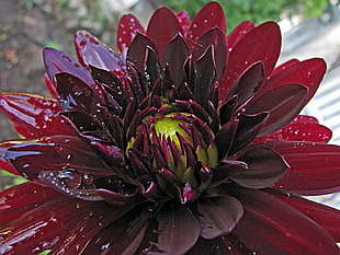 blooming red Chrysanthemum flower at daytime HD wallpaper