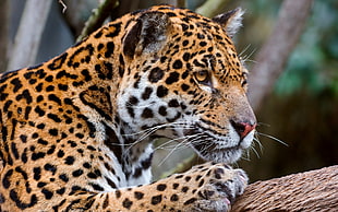 photography of Leopard lying down on tree branch HD wallpaper
