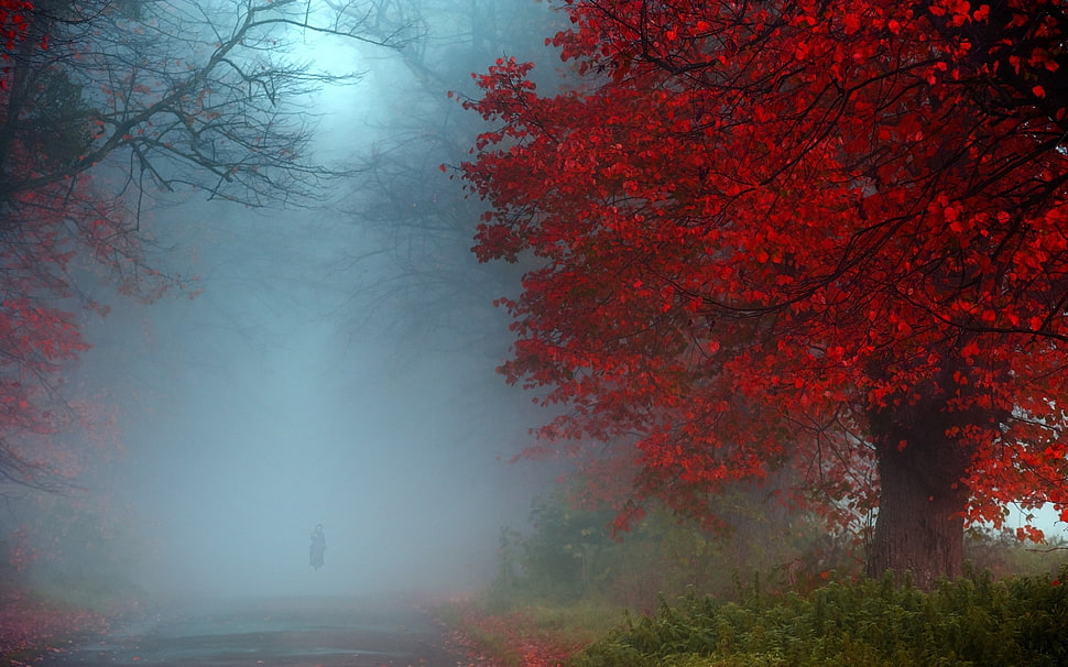 red leafed tree, nature, landscape, mist, fall HD wallpaper