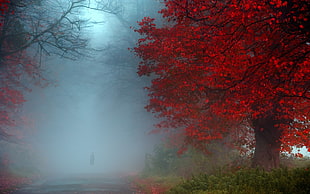 red leafed tree, nature, landscape, mist, fall
