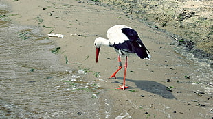 white stork on shore