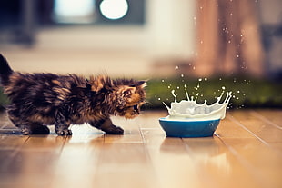 tortoiseshell kitten crouching in front of bowl of milk