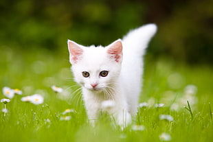 tilt shift lens photography of white cat