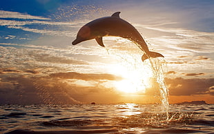 photography of dolphin during sunset
