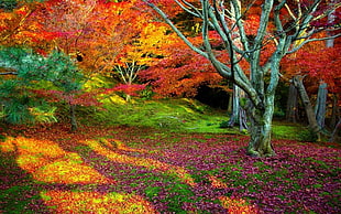 multicolored forest, landscape, nature HD wallpaper