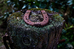 brown horse shoe on brown tree trunk
