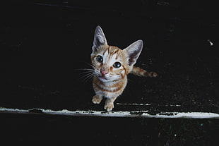 brown tabby cat, Kitten, Muzzle, Striped