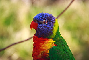 selective focus photography of purple, green, and red bird